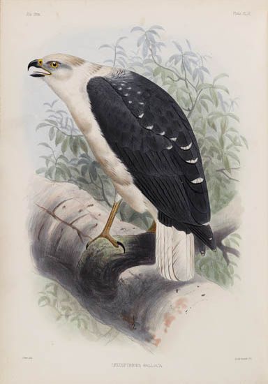 (BIRDS.) Sclater, Philip Lutley; and Salvin, Osbert. Exotic Ornithology. 1869